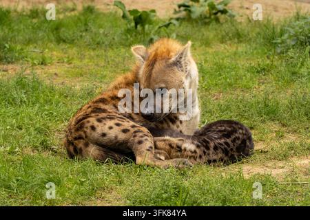 Hyäne mit einem jungen Jungen, im Safaripark Beekse Bergen, Zoo in den Niederlanden. Stockfoto
