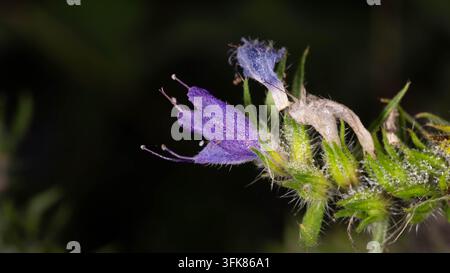 Lila Knockendistelblüte mit Tautropfen vor schwarzem Hintergrund fotografiert. Reichhaltige Textur und lebendige Farbe schaffen ein eindrucksvolles botanisches Porträt. Stockfoto