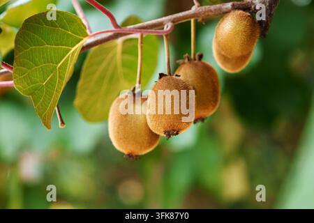 Mehrere flauschige braune Kiwis der Actinidia deliciosa hängen zwischen roten Weinreben und herzförmigen grünen Blättern in einem üppigen Obstgarten Stockfoto