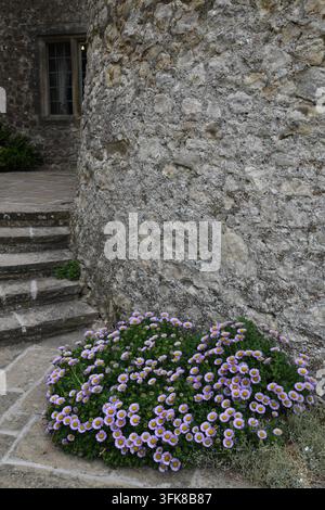 Lila zarte Gänseblümchen Stockfoto