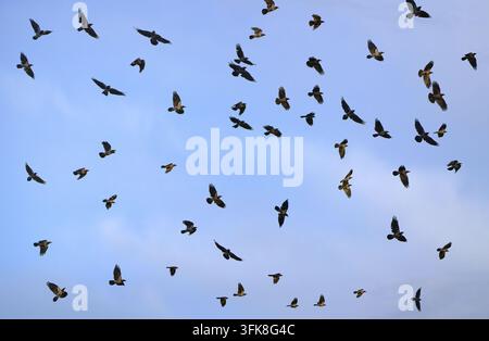 Schwarm von Nebelkrähen (Corvus cornix) fliegt im blauen Himmel Stockfoto