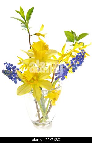 Frühlingblumen, Perlhyazinthe, Narzisse und Forsythie isoliert auf weißem Hintergrund Stockfoto