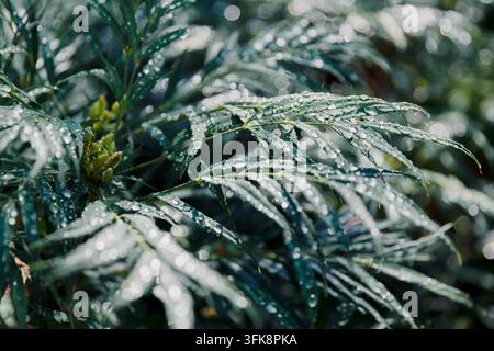 Mahonia Narihira mit grünen Blättern, bedeckt mit glitzernden Wassertropfen Stockfoto
