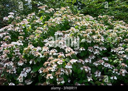 Weiße Sommerblüten von Hydrangea macrophylla 'Veitchii' AGM, die im Juni in einem UK-Garten wachsen Stockfoto