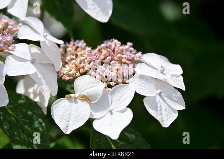 Weiße Sommerblüten von Hydrangea macrophylla 'Veitchii' AGM, die im Juni in einem UK-Garten wachsen Stockfoto
