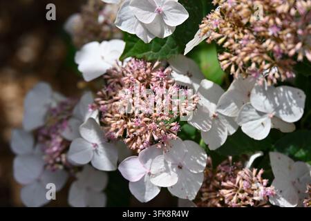 Weiße Sommerblüten von Hydrangea macrophylla 'Veitchii' AGM, die im Juni in einem UK-Garten wachsen Stockfoto