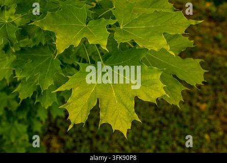 Frische grüne Ahornblätter in Nahaufnahme im Freien an einem sonnigen Herbsttag für Naturhintergrund und Umweltkonzept-Banner Stockfoto