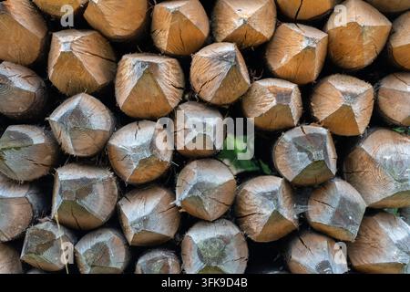 Nahaufnahme eines gestapelten Holzpfahls mit einer scharfen Spitze. Das rohe Holz zeigt eine natürliche Holzmaserung und Rissdetails vor einem dunkelgrünen Laubhintergrund Stockfoto
