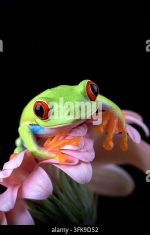 Rotäugiger Baumfrosch (Agalychnis callidryas) ruht auf rosa Blütenblättern Stockfoto