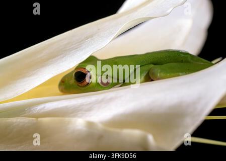 Grüner Baumfrosch (Litoria caerulea) ruht auf einer weißen Lilienblüte Stockfoto