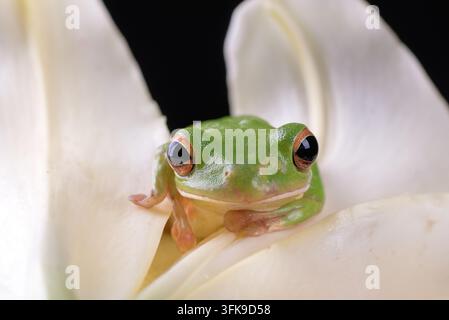 Grüner Baumfrosch (Litoria caerulea) ruht auf einer weißen Lilienblüte Stockfoto