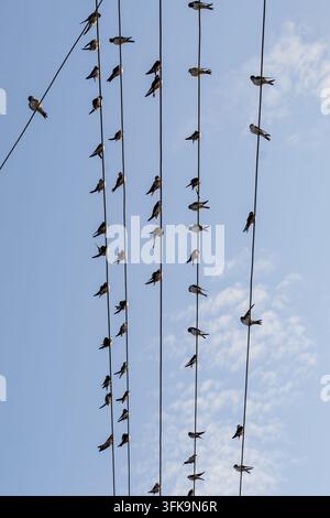 Schwalben, die auf Stromleitungen gegen blauen Himmel sitzen Stockfoto