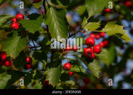 Rotdornbeeren an einem Ast im Nahaufnahme Stockfoto