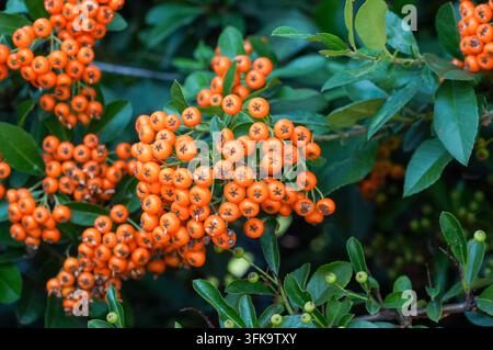 Pyracantha coccinea-Baum mit orangefarbenen Beeren im Herbst Stockfoto