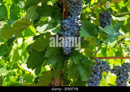 Trauben an der Rebe, bereit zur Ernte im Weinberg. Reife Trauben. Stockfoto