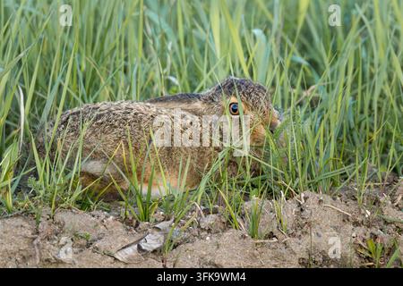 Europäischer Hase getarnt, versteckt im grünen Frühlingsgras Stockfoto