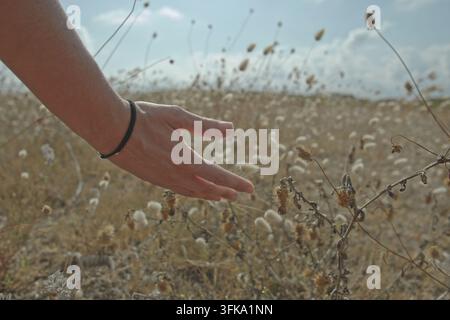 Frauenhand berührt sanft getrocknetes Wildgras Stockfoto