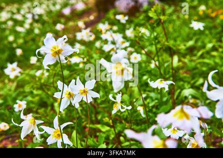 Ein lebendiger Büschel weißer Wildblumen mit gelben Mittelblüten blüht entlang einer üppigen grünen Wiese in Washington in der Nähe des Mount Rainier. Helle Farben und weiche f Stockfoto