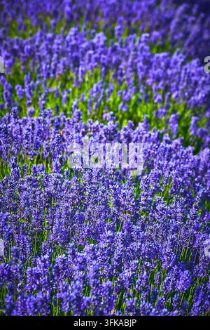 Lavendelblüten in Sequim Washington auf dem violetten Bauernhoffeld im Sommer Stockfoto