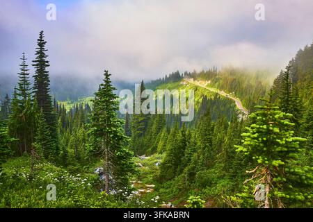 Skyline Trail Immergrüner Wald und nebliges Bergland im Sommer Stockfoto
