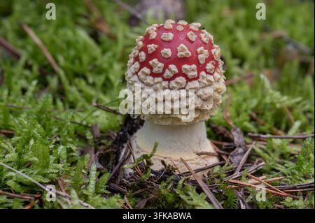 Junger Fliegenpilz wächst in frischem grünem Moos auf einem Waldboden mit geringer Schärfentiefe Stockfoto