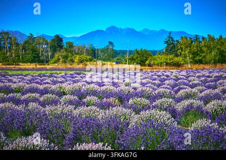 Lavendelfelder in Blüte mit lila Blüten und fernen Bergen in Sequim, Washington Stockfoto