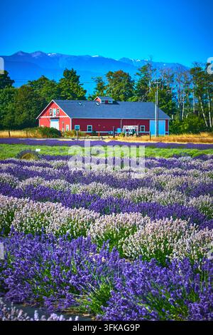 Lavendelfarm mit rotem Scheune und Bergblick in Sequim, Washington, Sommerblumen Stockfoto