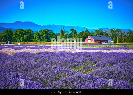 Lavendelfarm mit lila Blumen und rotem Scheune in Sequim Washington Sommerlandschaft Stockfoto