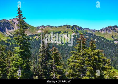 Immergrüner Wald und Bergkamm unter klarem Sommerhimmel Washington Stockfoto