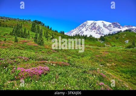 Mount Rainier schneebedeckter Gipfel und Paradiesblumen in einer üppigen Sommermahd Stockfoto