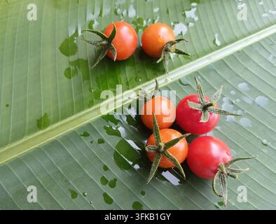 Frische Kirschtomaten mit grünem Kelch auf nassem Bananenblatt mit Tröpfchen Stockfoto