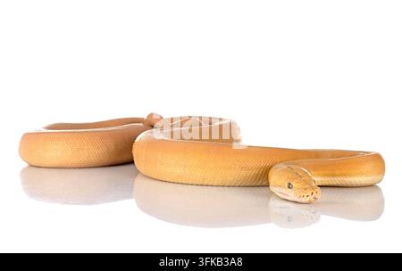 Netzpython vor weißem Hintergrund Stockfoto