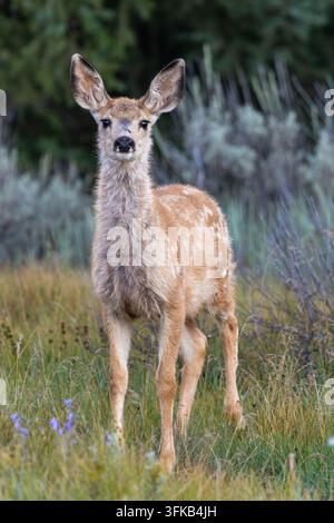 Ein aufmerksames Rehkitz steht zwischen Sommer-Wildblumen auf einer Bergwiese in der Absaroka-Berge-Kette in Wyoming. Stockfoto