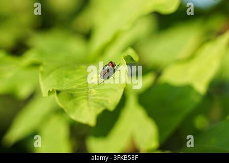 Makro-Nahaufnahme einer grünen Fliege, die auf einem grünen Blatt ruht Stockfoto