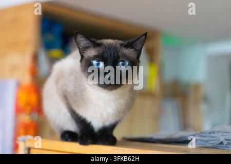 Siamesische Katze sitzt auf Holztablett und schaut direkt in die Kamera Stockfoto