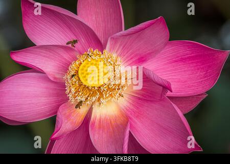 Nahaufnahme einer leuchtend rosa heiligen Lotusblüte (Nelumbo nucifera) & futternde Honigbienen, fotografiert im Feuchtgebiet von Townsville, Queensland, Australien Stockfoto