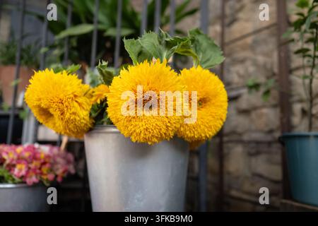 Flauschige gelbe Teddybär-Sonnenblumen stehen in einem Metall-Eimer in einem Außengarten oder Blumenmarkt. Stockfoto
