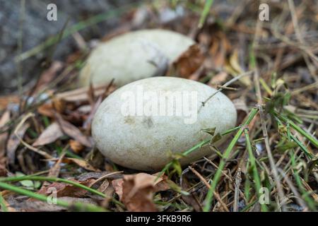 Nahaufnahme von Flecken auf der Oberfläche einer schwarzen Schwaneneierschale Stockfoto