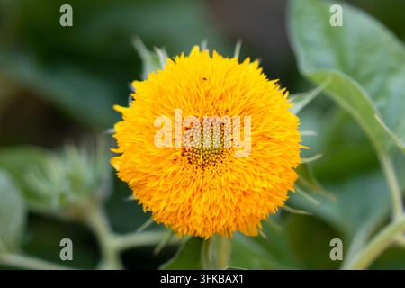Nahaufnahme von gelben doppelten Sonnenblumen, die im Sonnenlicht blühen Stockfoto