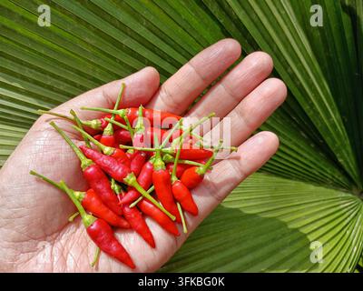 Frische rote Vogelaugen-Chilis mit grünen Stielen, die in der Handfläche über einem Blatt gehalten werden Stockfoto