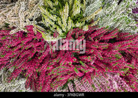 Oberansicht von saisonalen rosa und weißen Heideblüten Stockfoto