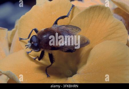 NAHE AUFNAHME EINES GÄNSEFLIEGENS (ERISTALIS TENAX), AUCH ALS DROHNFLIEGE BEKANNT, DIE DIE HONIGBIENE NACHBILDET UND HIER AUF EINER GELBEN BLUME RUHT. Stockfoto