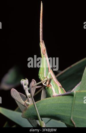 NAHE AUFNAHME VON ACRIDA CONICA, AUCH BEKANNT ALS GRÜNER SCHMALFLÜGELIGER ODER LANGKOPFIGER GRASHOPPER, DER AUF EINEM BLATT SITZT, STRADBROKE INSEL, QUEENSLAND, AUSTRALIEN. Stockfoto
