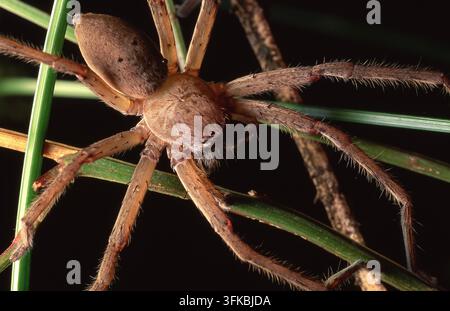 EINE GESTREIFTE JAGDSPINNE (NEOSPARASSUS) RUHEND AUF EINER PFLANZE, STRADBROKE-INSEL, QUEENSLAND, AUSTRALIEN. Stockfoto