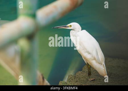 Ein Seitenprofil eines kleinen Seerallens, der auf einer Steinleiste steht, mit verschwommenem Bambus im Vordergrund Stockfoto