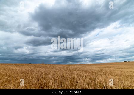Ein weites Feld mit goldenem reifem Weizen oder Gerste unter einem dramatischen Himmel, gefüllt mit dunklen, schweren Gewitterwolken vor dem Regen, der eine stimmungsvolle und ländliche Landschaft einfängt Stockfoto