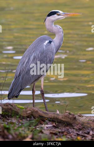 Ein auffälliges Seitenprofilporträt eines Graureihers (Ardea herodias), der wachsam auf einem moosbewachsenen Baumstamm am Rand eines ruhigen Gewässers steht. Der Stockfoto
