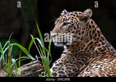 Javanischer Leopard (Panthera pardus melas) ruht in einem Waldgehege Stockfoto
