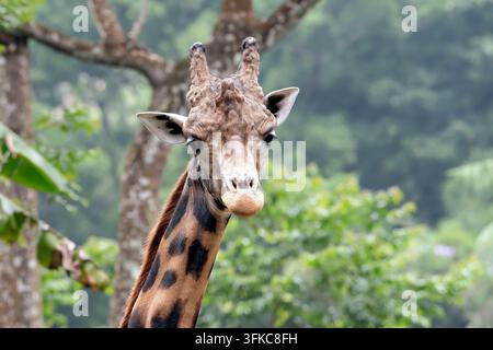 Giraffe (Giraffa camelopardalis) Nahaufnahme Kopfporträt Stockfoto