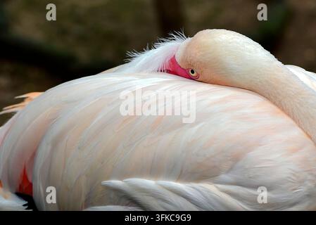 Rosa Flamingos (Phoenicopterus roseus) schläft mit eingezogenem Kopf Stockfoto